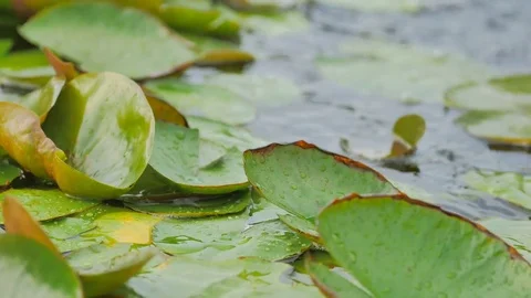 Lotus leaves in the pond Camera movement Stock Footage 75448052