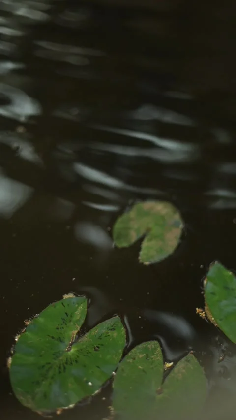 Lotus leaves in the pond Stock Footage 308995772