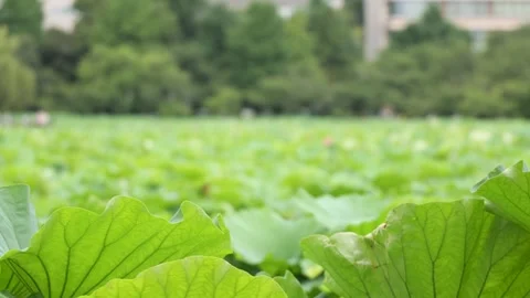 Lotus Leaves Swaying in Wind Over Pond in Urban Park Stock Footage 340547784
