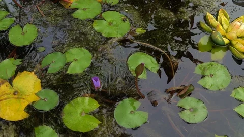 Lotus leaves on the water surface. Stock Footage 119220004