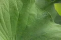 Lotus leaves waving in winds 1 Footage