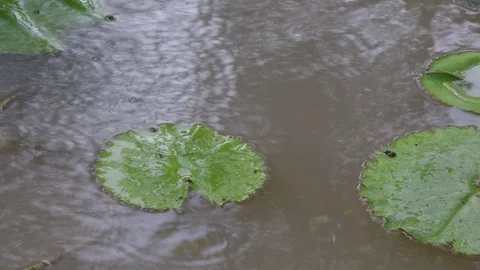 Lotus leaves.4K Stock Footage 75773511