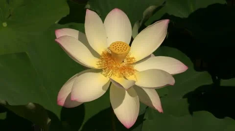 A Lotus Lilly Flower Stock Footage 21992602