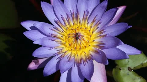 Lotus with little bee Stock Footage 20471841