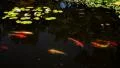 Lotus LM09 Dolly L Japanese Garden Koi Fish White Lily HD Footage