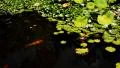 Lotus LM10 Japanese Garden Koi Fish White Lily HD Footage