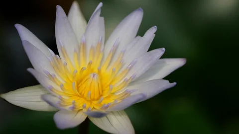 Lotus in lotus basin. Stock Footage 128995418