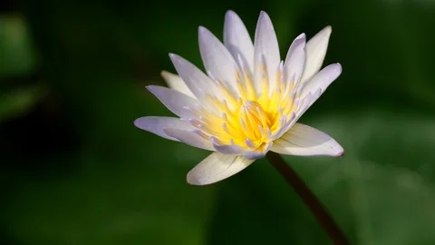 Lotus in lotus basin. Stock Footage 128995419