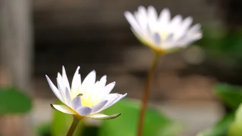 Lotus in lotus basin. Stock Footage 128995616