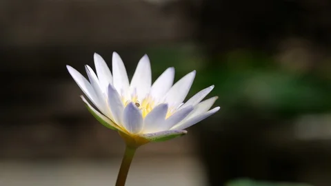Lotus in lotus basin. Stock Footage 128995633