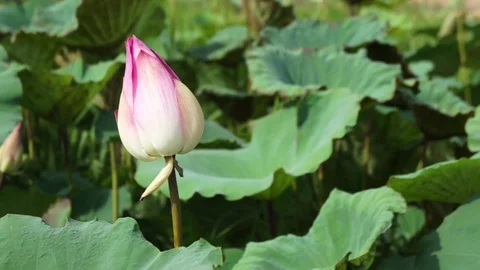 Lotus in the lotus pond Stock Footage 90622728