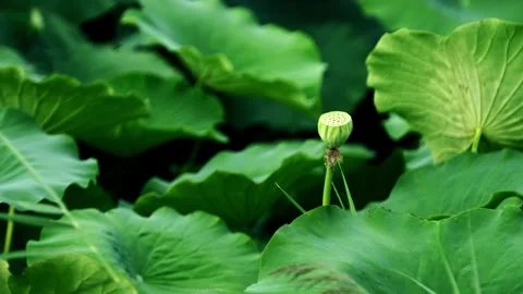 Lotus - lotus root - lotus leaf - swinging with the wind Stock Footage 258224372