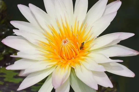 Lotus macro shooting. Fotos Stock