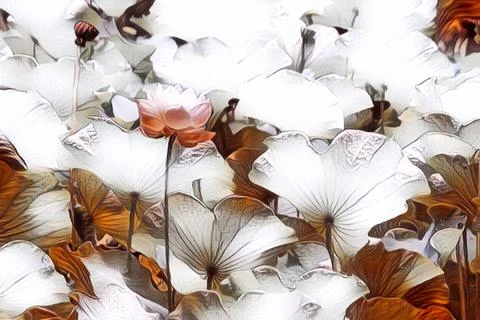 Lotus (Nelumbo) Stock Illustration