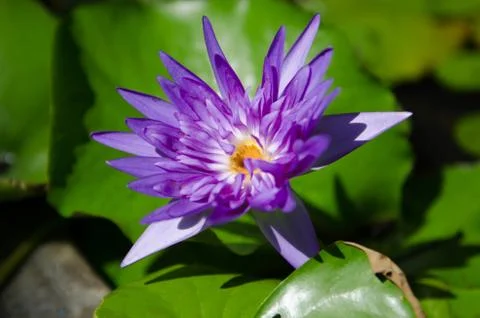 Lotus or Water Lily Stock Photos