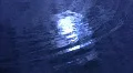 Lotus Petal Floating on Water 1 Slow Motion Loop HD Footage