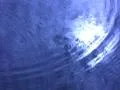 Lotus Petal Floating on Water 2 Loop Footage