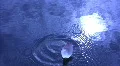 Lotus Petal Floating on Water 3 Loop HD Footage