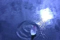 Lotus Petal Floating on Water 3 Loop Footage