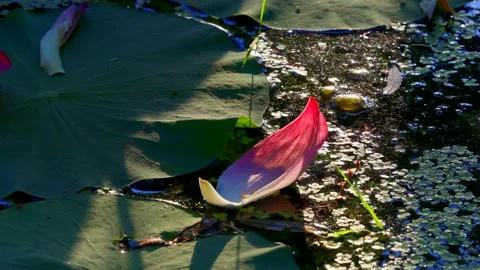 Lotus petal on water surface Video stock 137010180