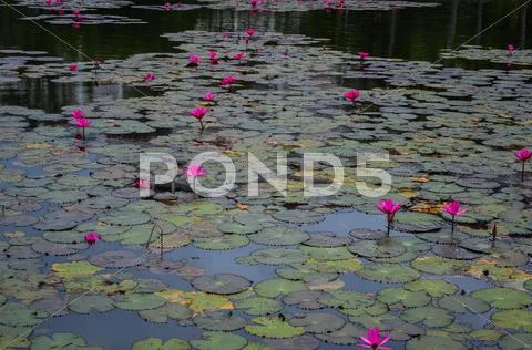 Lotus Stock Photos