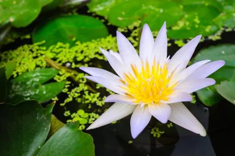 Lotus Stock Photos