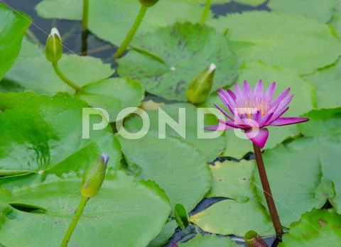 Lotus Stock Photos