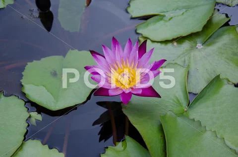 Lotus Stock Photos