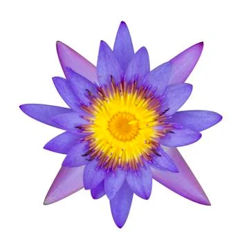 Lotus Stock Photos