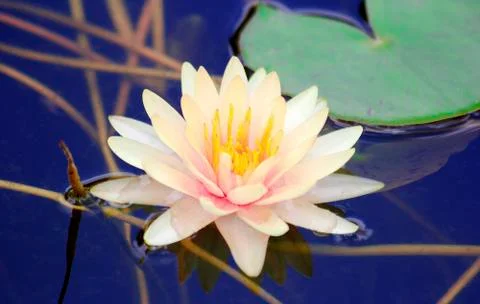 Lotus Stock Photos