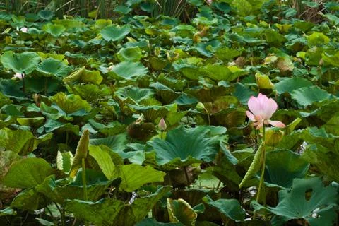 Lotus Stock Photos