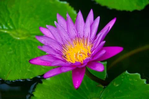 Lotus Stock Photos
