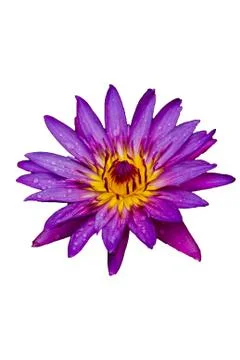 Lotus Stock Photos