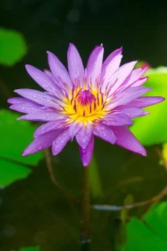 Lotus Stock Photos