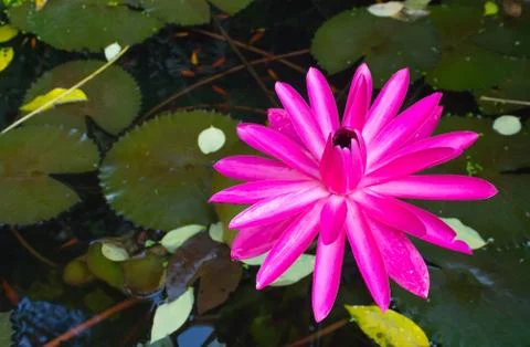 Lotus Stock Photos