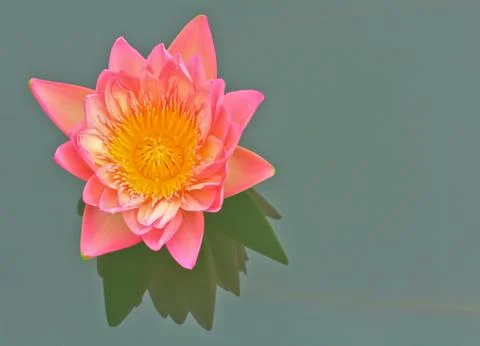 Lotus Stock Photos