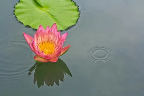 Lotus Stock Photos