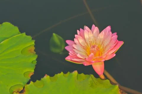 Lotus Stock Photos