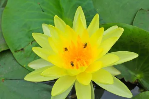 Lotus Stock Photos