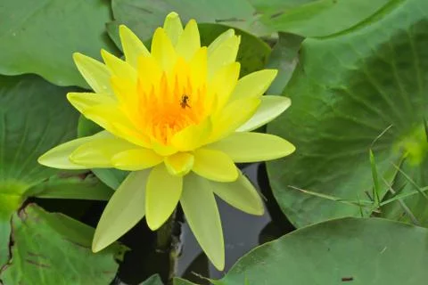 Lotus Stock Photos