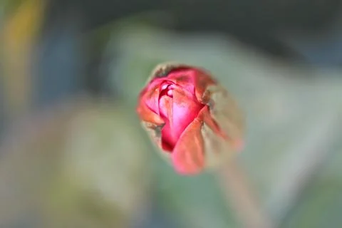 Lotus Foto stock