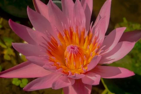 Lotus Stock Photos