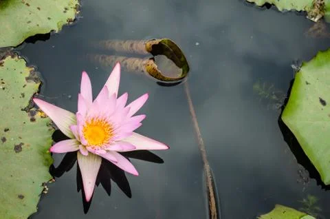 Lotus Stock Photos
