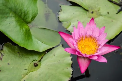 Lotus Stock Photos