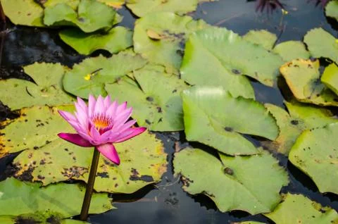 Lotus Stock Photos
