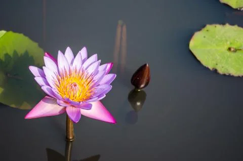 Lotus Stock Photos