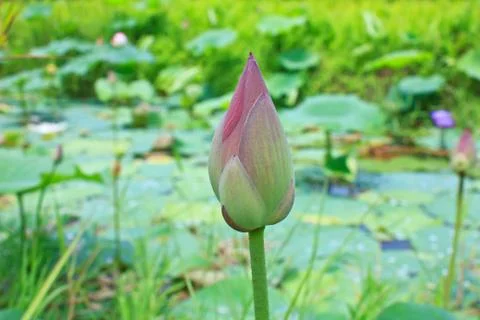 Lotus Stock Photos