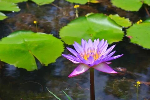 Lotus Photos