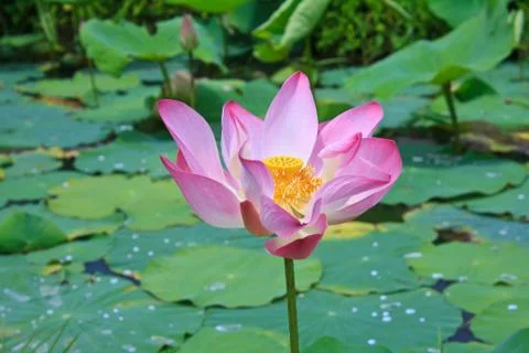 Lotus Photos