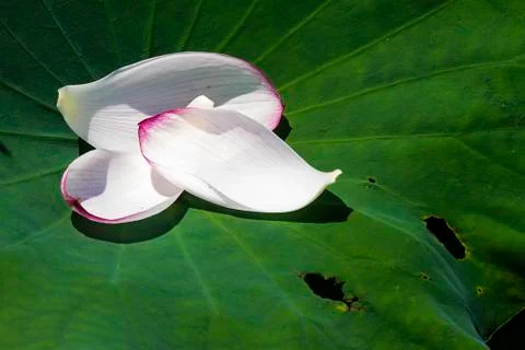 Lotus Stock Photos